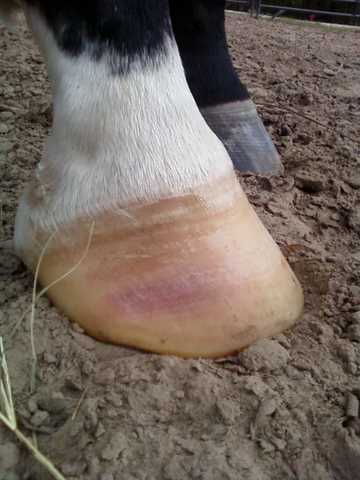 Hoof Bruises