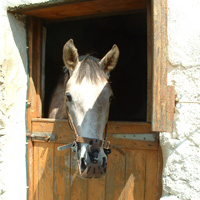 Grazing muzzle