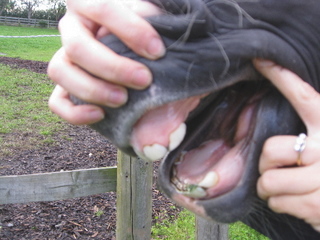 yearling teeth?