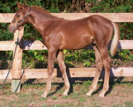 4 month old colt