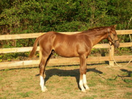 5 month old colt