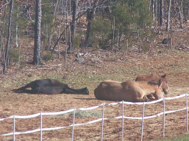 sunbathers1