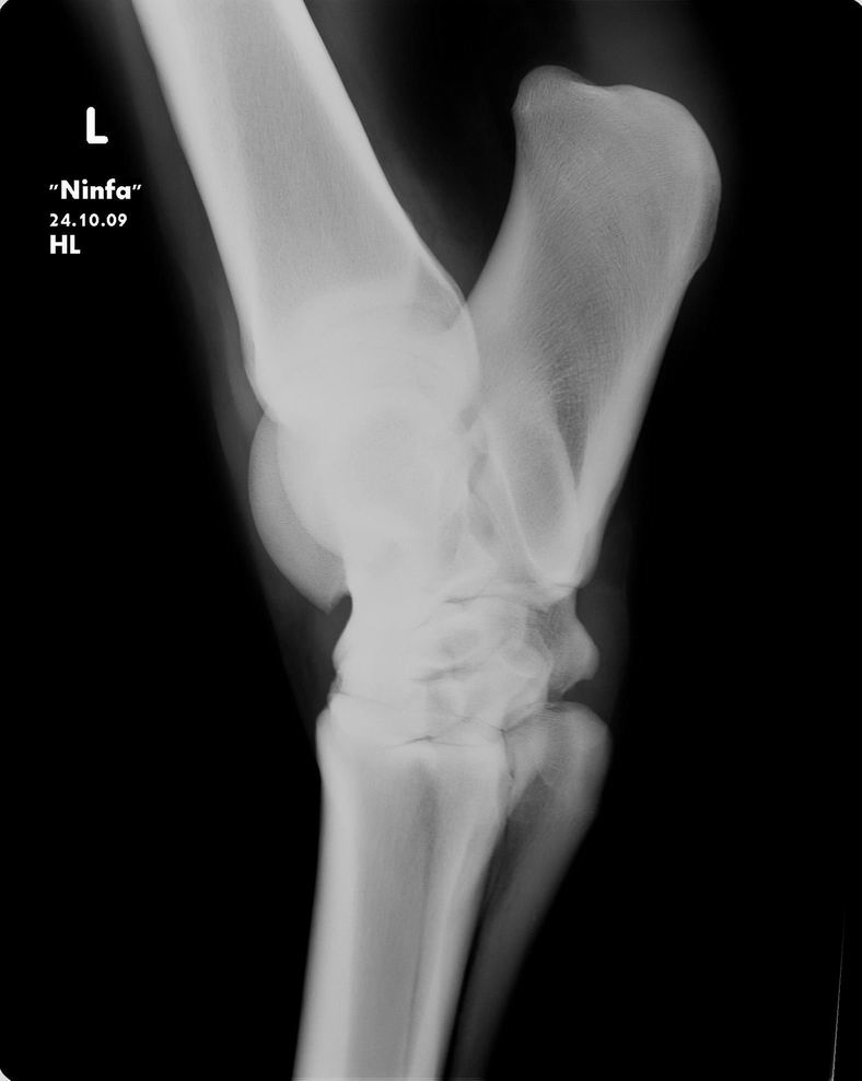 Radiographs Nimfe