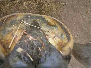 Trubador abraded toe