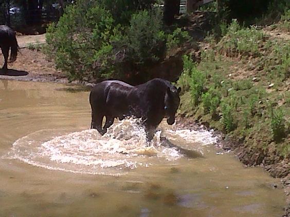 Myntje Swimming