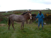 Roan yearling