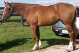 Intimate Bay 3 Year Old Filly Left Side