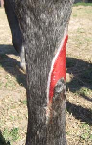 rt. front leg - Andalusian colt