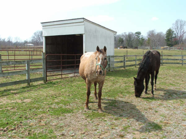 10 yo ex-PMU Appaloosa mare, Mitzi on the left