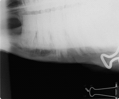 Mitzee's mandible xray