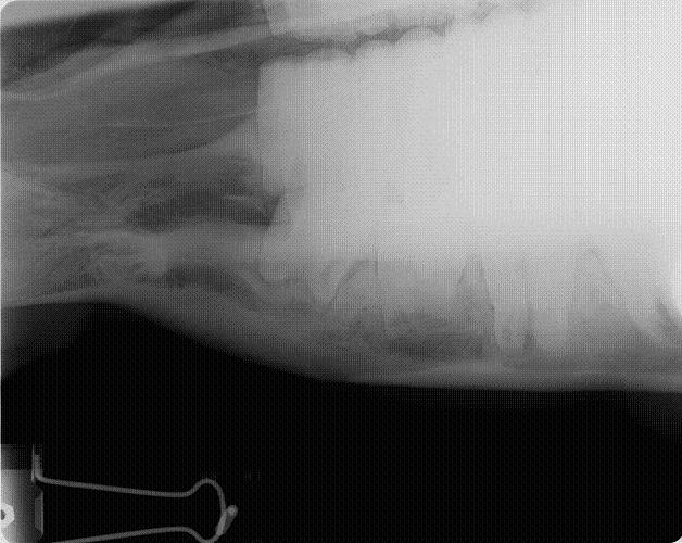 Mitzee's mandible xray