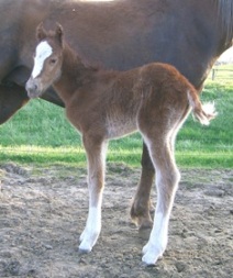 Mick's colt