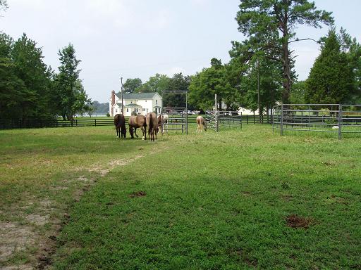 Horses ignoring big fans