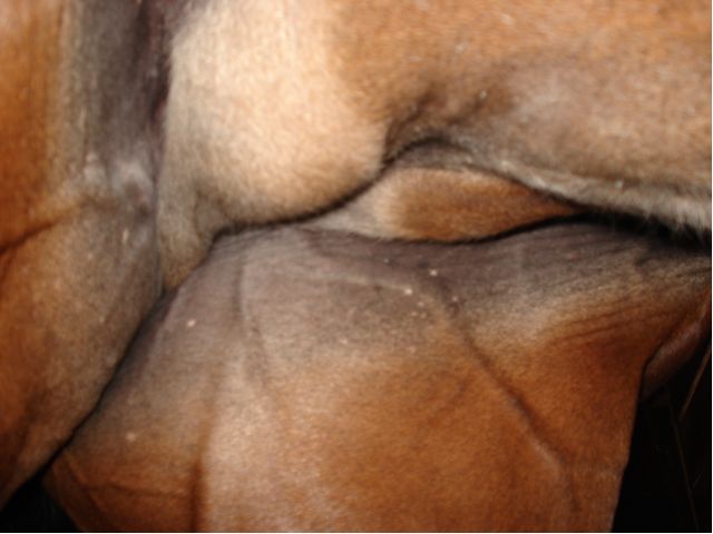 A shot from underneath, taken on right side of horse.