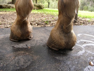 Front feet from the rear