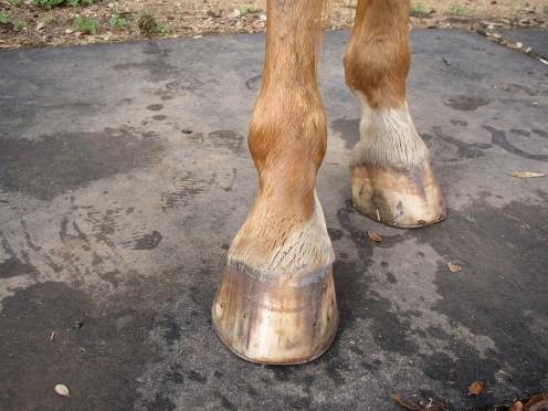 Front view of rear feet