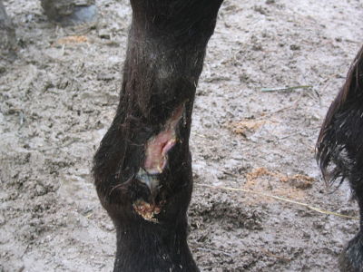 side view of laceration before hosing showing "skin flap" 