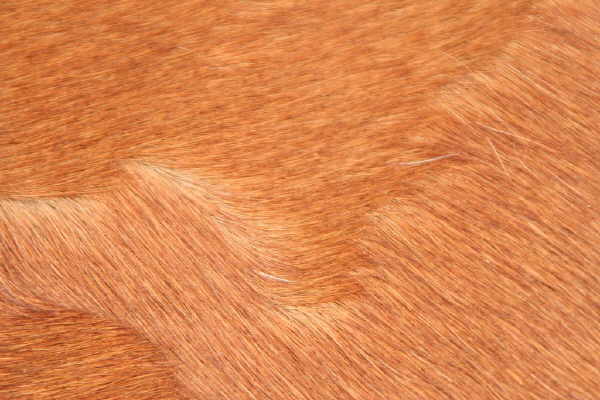 Unusual hair coat pattern