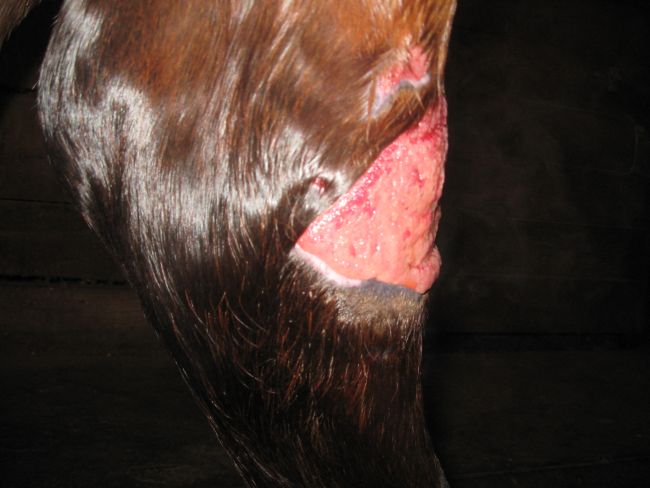 Hock Wound Picture 2 (12-04-08)