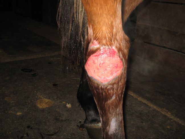 Hock Wound Picture 3 (12-04-08)