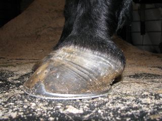 Hoof Growth