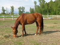 Titan in field with muzzle