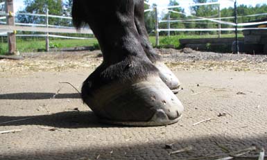 Hoof