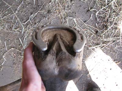 Hoof