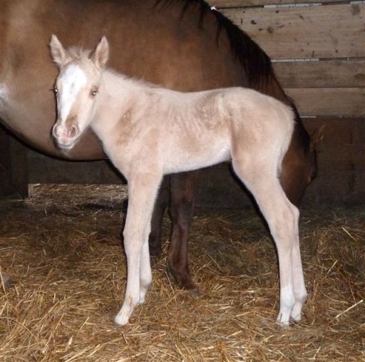 Filly1