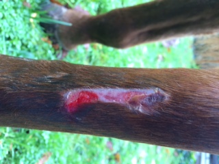 Cannon bone scrape 7 days after