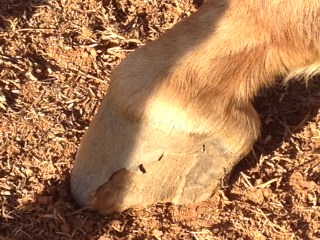 Elli's rear hoof