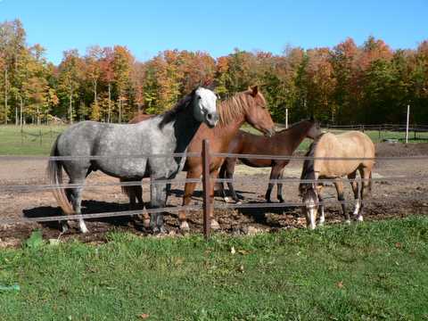 our herd