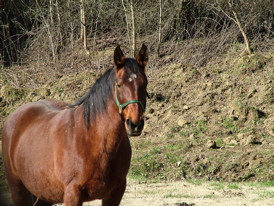 picture of horse