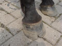 cleo's hoof