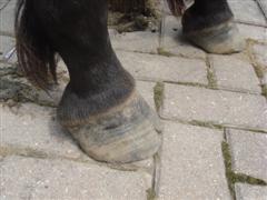 cleo's hoof