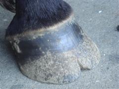 hoof