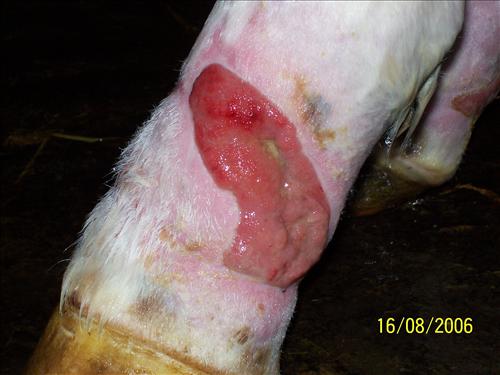 original worst wound left hind