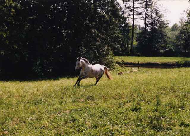 Cappy - the day I sold her and post-4 colic surgeries...