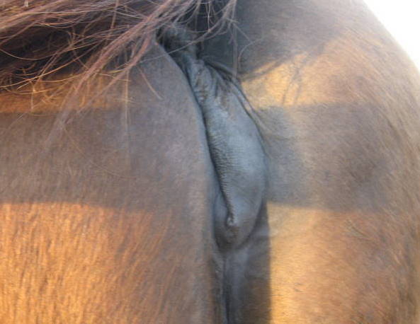 I'm attaching a picture of my pregnant mare's vulva, which is qui...