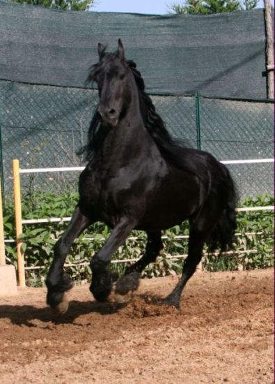 Zorro at liberty