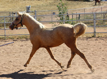 Morgan Mare 24mos Old