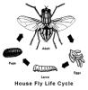 Housefly Life Cycle