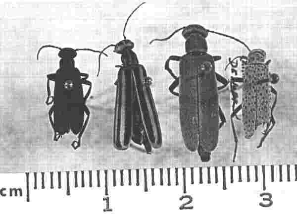 Image of Bister Beetles