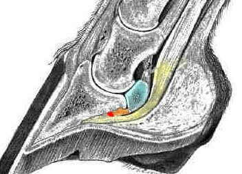 Image of 15k sagittal view of digit, navicular bone, and flexor tendon