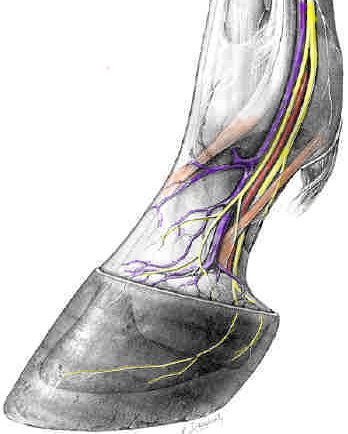 Image of superficial veins, artery, nerves, tendons, and ligaments of the horse digit.