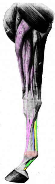 Muscle and tendons of the horse leg