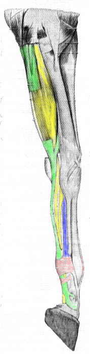 Unloaded limb so that the muscle and tendons can be easily seen