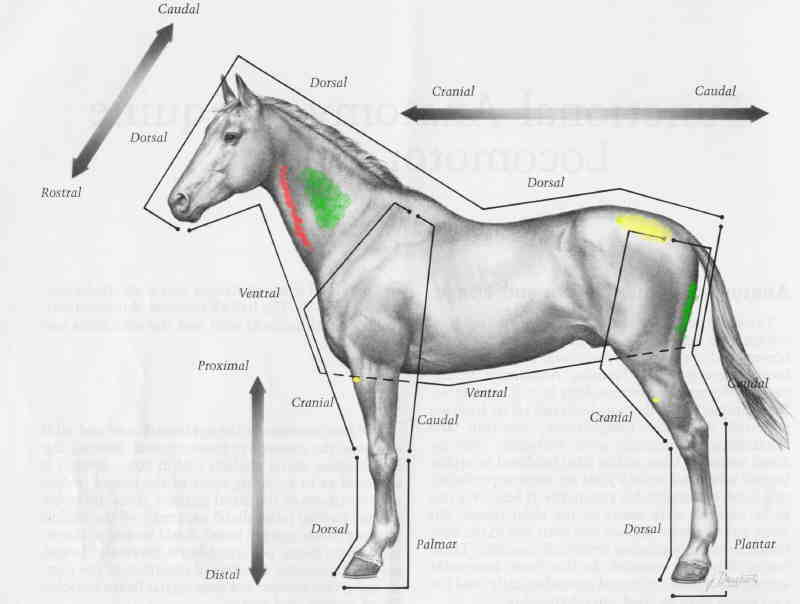 Orientation Terms and Injection Sites in the Horse