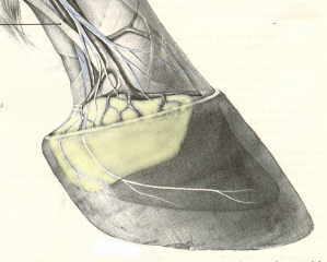 Superficial Dissection of the Foot