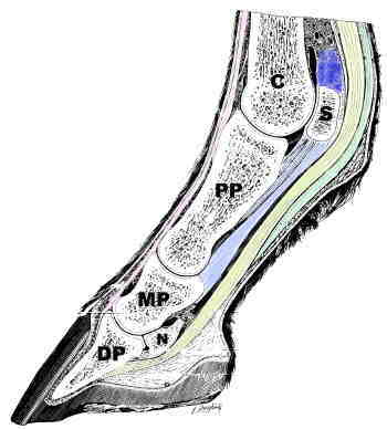 Structures of the Fetlock and Pastern
